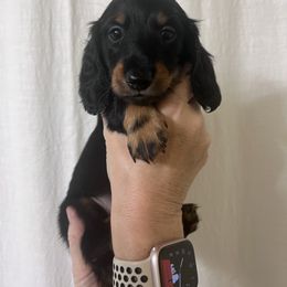 Boy 4 - Black and tan male Dachshund puppy in Gouverneur, New York from Dack Dachshunds