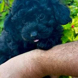 Ollie - Black male Poodle puppy in Cisco, Texas from Southern Girls Poodles
