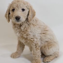 Humperdinck - Cream male Goldendoodle puppy in Pleasant Grove, Utah from Canterbury Canines