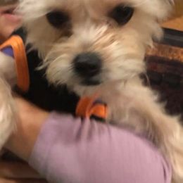 Yorkshire Terrier All Grown Up from Cuties for Cuties..Yorkies
