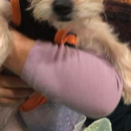 Yorkshire Terrier All Grown Up from Cuties for Cuties..Yorkies