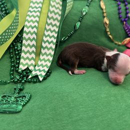 Girl 3 - Miniature Australian Shepherd puppy in Amarillo, Texas from Luna’s Mini Aussies