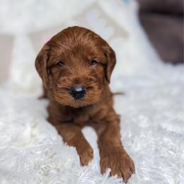 Patrick - Red  male Goldendoodle puppy in Reeds Spring, Missouri from As Good As Goldendoodles and more