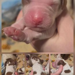 Girl 1 - Red and white female Irish Red and White Setter puppy in Glenwood City, Wisconsin from NyaStar & Chequamegon