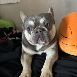 Scrappy - French Bulldog