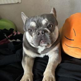 Scrappy - French Bulldog
