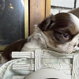 Girl 2 - Chocolate and tan female Shih Tzu puppy in Bloomington, California from Horacio Basulto's Shih Tzu