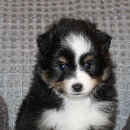 Miniature American Shepherds and Miniature Australian Shepherds from Brandy Williamson's Miniature Australian Shepherds