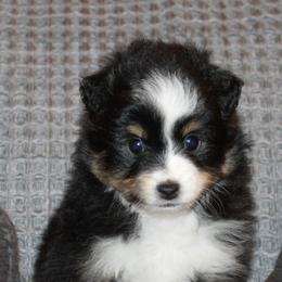 Miniature American Shepherds and Miniature Australian Shepherds from Brandy Williamson's Miniature Australian Shepherds