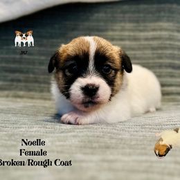 Noelle - White and tan female Russell Terrier puppy in Lufkin, Texas from Dixie-Rose JRT