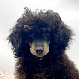 Poodles from Melmack’s Prancing Poodles