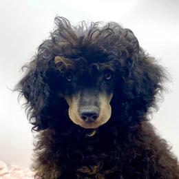 Poodles from Melmack’s Prancing Poodles