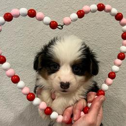 Navy - Black and tan male Pembroke Welsh Corgi puppy in Waco, Texas from The Comma Corgis