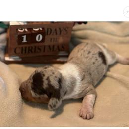 Hershey - Dapple female Dachshund puppy in Corona, Ca Hemet, Ca Surpise, Arizona from Over The Moon Dachshunds