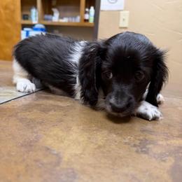 Mini Cakes staying here - Piebald female Dachshund puppy in Irving, Texas from DFW Dachshunds by G & S