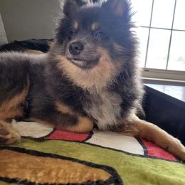 Bloo - Pomeranian