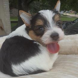 Sushi - Parti male Yorkshire Terrier puppy in Houston, Texas from Little things