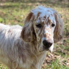 English Setters and German Shorthaired Pointers from CMC Farms