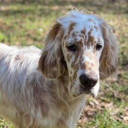 English Setters and German Shorthaired Pointers from CMC Farms