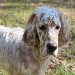 English Setters and German Shorthaired Pointers from CMC Farms