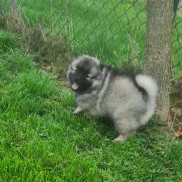Keeshond Puppies from Hocking Hills Keeshonds