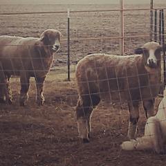 Colorado Mountain Dogs from Painted Horizon Acres