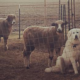 Colorado Mountain Dogs from Painted Horizon Acres