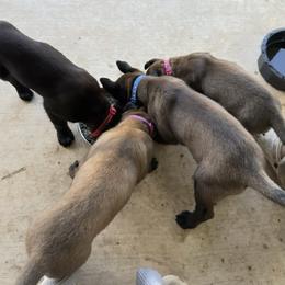 Belgian Malinois and German Shepherd Puppies from Sun Valley Malinois