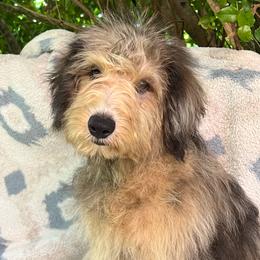 Tigman-boy 1 - Red merle male Aussiedoodle puppy in Punta Gorda, Florida from Blitzenhaus Working Dogs-Home of the Working Czech Shepherd and Rottweiler and Splash of Color Aussiedoodles