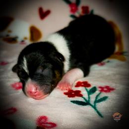 Susie Q - Tri-color female Basenji puppy in San Diego, California from Triforce Basenjis