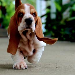 Larry - Mahogany and white male Basset Hound puppy in Pollock, Missouri from Northstar