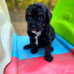 George Harrison - male Cavapoochon puppy in Bullard, Texas from Cavapoochon Central LLC