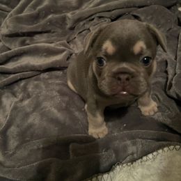 "GIO" French Bulldog Puppies from Only Frenchies