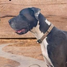 Abby - Great Dane