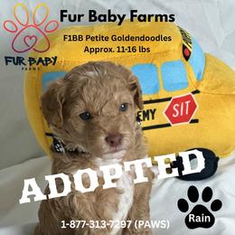 Rain - Apricot male Goldendoodle puppy in Michigan from Fur Baby Farms