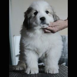 Great Pyrenees Puppies from Prospect Pyrenees