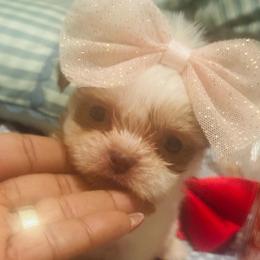 Girl 1 - Chocolate, tan and white female Yorkshire Terrier puppy in Detroit, Michigan from Heaven Sent Yorkies