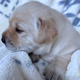 Labrador Retriever Puppies from Berkstone Labradors
