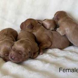 Girl 4 - Dark golden female Golden Retriever puppy in Moreno Valley, California from Growing Up Goldens