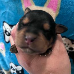 White - Black and mahogany female Rottweiler puppy in Mancelona, Michigan from Nicolle Stone