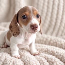 Chocolate And Tan Dapple Piebald - Dapple female Dachshund puppy in Blackstone, Virginia from Dainty Dachshunds