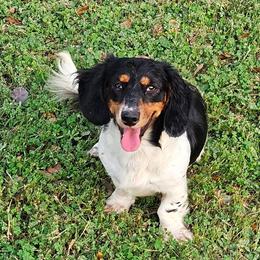 Tilly - Dachshund