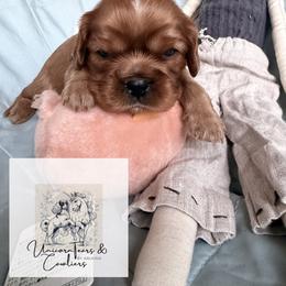 Cavalier King Charles Spaniel and Cavapoo Puppies from Unicorn Tears and Cavaliers