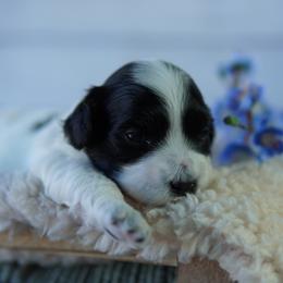 Heath - Black and white male Coton de Tulear puppy in Forney, Texas from Buttercup Cotons of Texas