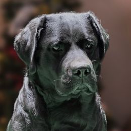 Olive - Labrador Retriever