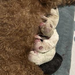 Cockapoo puppies from Saddle Mountain Doodles