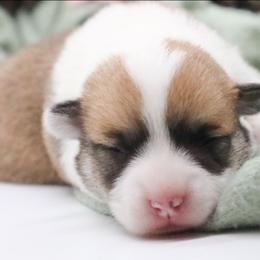 Rowen - Red female Pembroke Welsh Corgi puppy in Plains, Montana from Diamond Corgis