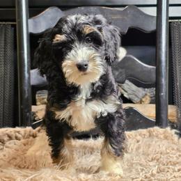 Lily - Tri-color female Bernedoodle puppy in Tyner, Kentucky from Good Dog Doodles