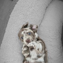 Moss - Dachshund