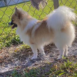 Tiara - Pomeranian